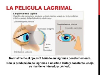 LA PELICULA LAGRIMAL
Normalmente el ojo está bañado en lágrimas constantemente.
Con la producción de lágrimas a un ritmo lento y constante, el ojo
se mantiene húmedo y cómodo.
 