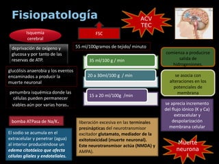 Fisiopatología
deprivación de oxígeno y
glucosa y por tanto de las
reservas de ATP.
glucólisis anaerobia y los eventos
encaminados a producir la
muerte neuronal
penumbra isquémica donde las
células pueden permanecer
viables aún por varias horas. se aprecia incremento
del flujo iónico (K y Ca)
extracelular y
despolarización
membrana celular
bomba ATPasa de Na/K.
El sodio se acumula en el
extracelular y penetrar (agua)
al interior produciéndose un
edema citotóxico que afecta
células gliales y endoteliales.
Isquemia
cerebral
55 ml/100gramos de tejido/ minuto
FSC
liberación excesiva en las terminales
presinápticas del neurotransmisor
excitador glutamato, mediador de la
exitotoxicidad (muerte neuronal).
Este neurotransmisor actúa (NMDA) y
AMPA).
35 ml/100 g / min
20 a 30ml/100 g / min
15 a 20 ml/100g /min
comienza a producirse
salida de
hidrogeniones.
se asocia con
alteraciones en los
potenciales de
membrana
ACV
TEC
Muerte
neurona
l
 