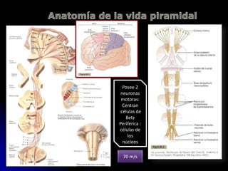 Posee 2
neuronas
motoras:
Centran
:células de
Betz
Periférica :
células de
los
núcleos
70 m/s
 