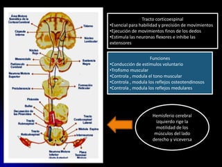 Funciones
•Conducción de estímulos voluntario
•Trofismo muscular
•Controla , modula el tono muscular
•Controla , modula los reflejos osteotendinosos
•Controla , modula los reflejos medulares
Tracto corticoespinal
•Esencial para habilidad y precisión de movimientos
•Ejecución de movimientos finos de los dedos
•Estimula las neuronas flexores e inhibe las
extensores
Hemisferio cerebral
izquierdo rige la
motilidad de los
músculos del lado
derecho y viceversa
 