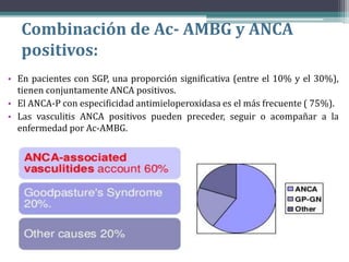 Combinación de Ac- AMBG y ANCA
positivos:
• En pacientes con SGP, una proporción significativa (entre el 10% y el 30%),
tienen conjuntamente ANCA positivos.
• El ANCA-P con especificidad antimieloperoxidasa es el más frecuente ( 75%).
• Las vasculitis ANCA positivos pueden preceder, seguir o acompañar a la
enfermedad por Ac-AMBG.
 