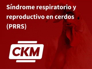 Síndrome respiratorio y
reproductivo en cerdos
(PRRS)
 