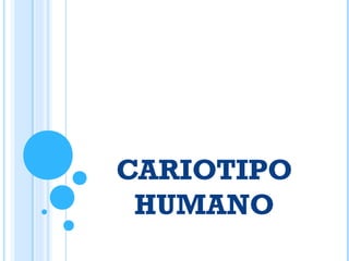 CARIOTIPO
HUMANO
 