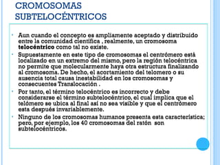 CROMOSOMAS
SUBTELOCÉNTRICOS
• Aun cuando el concepto es ampliamente aceptado y distribuido
entre la comunidad científica , realmente, un cromosoma
telocéntrico como tal no existe.
• Supuestamente en este tipo de cromosomas el centrómero está
localizado en un extremo del mismo, pero la región telocéntrica
no permite que molecularmente haya otra estructura finalizando
al cromosoma. De hecho, el acortamiento del telomero o su
ausencia total causa inestabilidad en los cromosomas y
consecuentes Translocación .
• Por tanto, el término telocéntrico es incorrecto y debe
considerarse el término subtelocéntrico, el cual implica que el
telómero se ubica al final así no sea visible y que el centrómero
esta después invariablemente.
• Ninguno de los cromosomas humanos presenta esta característica;
pero, por ejemplo, los 40 cromosomas del ratón son
subtelocéntricos.
• Aun cuando el concepto es ampliamente aceptado y distribuido
entre la comunidad científica , realmente, un cromosoma
telocéntrico como tal no existe.
• Supuestamente en este tipo de cromosomas el centrómero está
localizado en un extremo del mismo, pero la región telocéntrica
no permite que molecularmente haya otra estructura finalizando
al cromosoma. De hecho, el acortamiento del telomero o su
ausencia total causa inestabilidad en los cromosomas y
consecuentes Translocación .
• Por tanto, el término telocéntrico es incorrecto y debe
considerarse el término subtelocéntrico, el cual implica que el
telómero se ubica al final así no sea visible y que el centrómero
esta después invariablemente.
• Ninguno de los cromosomas humanos presenta esta característica;
pero, por ejemplo, los 40 cromosomas del ratón son
subtelocéntricos.
 