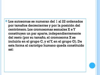  Los autosomas se numeran del 1 al 22 ordenados
por tamaños decrecientes y por la posición del
centrómero. Los cromosomas sexuales X e Y
constituyen un par aparte, independientemente
del resto (por su tamaño, el cromosoma X se
incluiría en el grupo C, y elY, en el grupo G). De
esta forma el cariotipo humano queda constituido
así:
 Los autosomas se numeran del 1 al 22 ordenados
por tamaños decrecientes y por la posición del
centrómero. Los cromosomas sexuales X e Y
constituyen un par aparte, independientemente
del resto (por su tamaño, el cromosoma X se
incluiría en el grupo C, y elY, en el grupo G). De
esta forma el cariotipo humano queda constituido
así:
 
