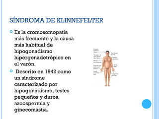 SÍNDROMA DE KLINNEFELTER
 Es la cromosomopatía
más frecuente y la causa
más habitual de
hipogonadismo
hipergonadotrópico en
el varón.
 Descrito en 1942 como
un síndrome
caracterizado por
hipogonadismo, testes
pequeños y duros,
azoospermia y
ginecomastia.
 