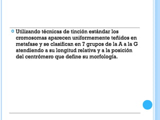  Utilizando técnicas de tinción estándar los
cromosomas aparecen uniformemente teñidos en
metafase y se clasifican en 7 grupos de la A a la G
atendiendo a su longitud relativa y a la posición
del centrómero que define su morfología.
 Utilizando técnicas de tinción estándar los
cromosomas aparecen uniformemente teñidos en
metafase y se clasifican en 7 grupos de la A a la G
atendiendo a su longitud relativa y a la posición
del centrómero que define su morfología.
 