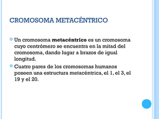 CROMOSOMA METACÉNTRICO
 Un cromosoma metacéntrico es un cromosoma
cuyo centrómero se encuentra en la mitad del
cromosoma, dando lugar a brazos de igual
longitud.
 Cuatro pares de los cromosomas humanos
poseen una estructura metacéntrica, el 1, el 3, el
19 y el 20.
 