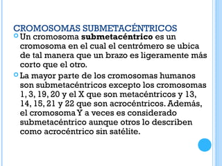 CROMOSOMAS SUBMETACÉNTRICOS
 Un cromosoma submetacéntrico es un
cromosoma en el cual el centrómero se ubica
de tal manera que un brazo es ligeramente más
corto que el otro.
 La mayor parte de los cromosomas humanos
son submetacéntricos excepto los cromosomas
1, 3, 19, 20 y el X que son metacéntricos y 13,
14, 15, 21 y 22 que son acrocéntricos. Además,
el cromosoma Y a veces es considerado
submetacéntrico aunque otros lo describen
como acrocéntrico sin satélite.
 