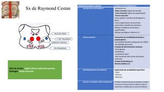 Sx de Raymond Cestan
Sitio de lesión: región dorso-rostral de puente.
Etiología: lesión vascular
MANIFESTACIONES CLINICAS FORMA DE DETERMINARLO
• Hemiparesia contralateral
• Ataxia sensitiva
Valoración de:
-Masa muscular (signos de atrofia)
-Tono muscular (signos de espasticidad)
-Fuerza muscular:
Fuerza global: maniobra de Mingazzini y
Barré
Fuerza segmentaria: de porciones
proximales y distales de miembros.
Reflejos miotáticos (profundos y
superficiales)
Reflejos patológicos: Babinski (+)
Evaluación de sensibilidad profunda o
propioceptiva:
-Sensibilidad vibratoria (diapasón de 128Hz)
-Sensibilidad posicional
Pruebas de discriminación sensitiva
-Esterognosia
-Grafestesia
-Localización táctil
-Discriminación táctil entre dos puntos
-Extinción
Prueba de Romberg (+)
Marcha tabética (+)
• Hemihipoestesia contralateral Exploración de sensibilidad superficial:
-Tactil
-Térmica
-Dolorosa
• Ataxia con temblor rúbrico ipsilateral Temblor intencional que se produce cuando
se acerca la mano hacia un blanco, este se
exacerba a medida que se acerca al blanco.
T. ESP-TALAMICO
LEMNISCO MEDIAL
VÍA PIRAMIDAL
NUCLEO ROJO
 