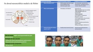 Sx dorsal mesencefálico medial o de Weber
Sitio de lesión: región ventroparamedial de pies
pedunculares.
Etiologías de tipo vascular:
-Infarto de arteria paramedianas pedunculares
-Aneurisma de comunicante posterior
Etiología de tipo compresiva:
-Hernia uncal
Estructuras lesionadas MANIFESTACIONES CLINICAS FORMA DE DETERMINARLO
• Fibras intraxiales del III • Oftalmoplejía total del III (ipsi)
• Ptosis palpebral (ipsi)
• Midriasis pupilar (ipsi)
Se comprueba, supraversión e
infraversión, convergencia de la
mirada. Diámetro pupilar.
• Fibras corticoespinales • Hemiplejia contralateral Valoración de:
-Masa muscular (signos de atrofia)
-Tono muscular (signos de
espasticidad)
-Fuerza muscular:
Fuerza global: maniobra de
Mingazzini y Barré
Fuerza segmentaria: de porciones
proximales y distales de
miembros.
Reflejos miotáticos (profundos y
superficiales)
Reflejos patológicos: Babinski (+)
• Axones de Neurona motora
superior del VII
• Parálisis facial central (contra) Simetría facial (desviación de
comisura bucal)
 