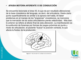 Figura 8. Área de lesión en la afasia m ot ora aferent e.
Se encuentra lesionada el área 43, lo que da por resultado alteraciones
de la base cinestésica del lenguaje, es decir, del articulema. Hasta cierto
punto superficialmente es similar a la apraxia del habla, Al haber
problemas en el manejo de los "engramas" cinestésicos, se menciona
que la inervación de los actos articulatorios pierde selectividad. Más bien
lo anterior se refiere al efecto final de esta alteración. La manifestación es
la sustitución de fonemas por formas de rasgos próximos en punto y
modo de articulación, el paciente “busca" la posición correcta, lo que
afecta la fluidez de la producción.
• AFASIA MOTORA AFERENTE O DE CONDUCCIÓN
 