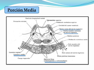Porción Media
 