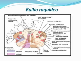Bulbo raquídeo
 
