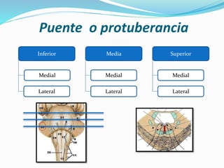Puente o protuberancia
Inferior
Medial
Media
Lateral
Superior
Medial
Lateral
Medial
Lateral
 