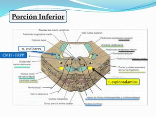 Porción Inferior
CMH - FRPP
n. cocleares
t. espinotalamico
 