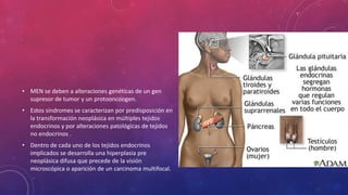 • MEN se deben a alteraciones genéticas de un gen
supresor de tumor y un protooncoogen.
• Estos síndromes se caracterizan por predisposición en
la transformación neoplásica en múltiples tejidos
endocrinos y por alteraciones patológicas de tejidos
no endocrinos .
• Dentro de cada uno de los tejidos endocrinos
implicados se desarrolla una hiperplasia pre
neoplásica difusa que precede de la visión
microscópica o aparición de un carcinoma multifocal.
 