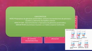 El resiente descubrimiento
de MEN1 Y 2
A permitido desarrollar
estrategias de detección
genética e intervención Qx
precoz
En pacientes con MEN2 se
indica tiroidectomía para
prevenir el desarrollo de
metástasis o carcinoma
medular de tiroides (CMT)
En pacientes con MEN1
hay Qx para prevenir
diseminación metas asica
de tumores
neuroendocrinos.
Los MEN se caracterizan
por distintos patrones de
afectacion
CARACERISTICAS
MEN1hiperplasia de glándulas paratiroideas, tumores neuroendocrinos de páncreas y
duodeno y adenomas de hipófisis anterior.
MEN2 CMT , feocromocitomas e hiperplasia de glándulas paratiroideas.
MEN2BCMT,neuromasas mucosos y un habito corporal marfanoide.
 