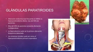 GLÁNDULAS PARATIROIDES
• Alteración endocrina mas frecuente en MEN1 es
hiperparatiroidismo afecta mas del 95% de
pacientes.
• Mas del 20% de pacientes presenta afectación
multiglandular.
• La hipercalcemia suele ser la primera alteración
bioquímica detectada.
• Los síntomas iniciales suele ser como el
hiperparatiroidismo primario esporádico.
 