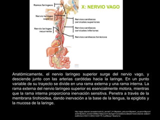 Anatómicamente, el nervio laríngeo superior surge del nervio vago, y
desciende junto con las arterias carótidas hacia la laringe. En un punto
variable de su trayecto se divide en una rama externa y una rama interna. La
rama externa del nervio laríngeo superior es esencialmente motora, mientras
que la rama interna proporciona inervación sensitiva. Penetra a través de la
membrana tirohioidea, dando inervación a la base de la lengua, la epiglotis y
la mucosa de la laringe.
http://apps.elsevier.es/watermark/ctl_servlet?_f=10&pident_articulo=0&pident_usuario=0&pcont
actid=&pident_revista=295&ty=0&accion=L&origen=zonadelectura&web=www.elsevier.es&lan=
es&fichero=S0213-4853(14)00175-3.pdf&eop=1&early=si
 