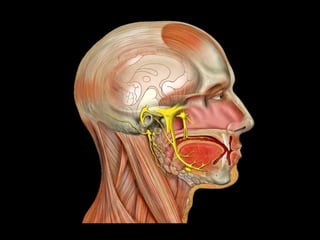 Las alteraciones de forma y tamaño de los cóndilos
determinan dolor secundarios a traumas en la infancia,
determinan asimetrías faciales y sintomatología.
 