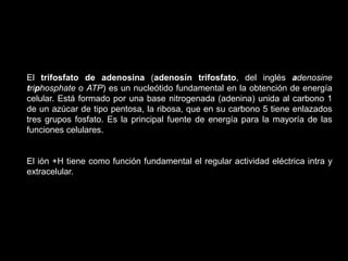 El trifosfato de adenosina (adenosín trifosfato, del inglés adenosine
triphosphate o ATP) es un nucleótido fundamental en la obtención de energía
celular. Está formado por una base nitrogenada (adenina) unida al carbono 1
de un azúcar de tipo pentosa, la ribosa, que en su carbono 5 tiene enlazados
tres grupos fosfato. Es la principal fuente de energía para la mayoría de las
funciones celulares.
El ión +H tiene como función fundamental el regular actividad eléctrica intra y
extracelular.
 