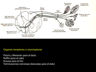 Organos receptores o nosciceptores
Pacini y Meissner para el tacto
Ruffini para el calor
Krause para el frío
Terminaciones nerviosas desnudas para el dolor
 