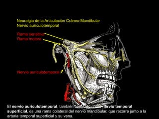 Neuralgia de la Articulación Cràneo-Mandibular
Nervio aurículotemporal
Rama sensitiva
Rama motora
Nervio aurículotemporal
El nervio auriculotemporal, también conocido como nervio temporal
superficial, es una rama colateral del nervio mandibular, que recorre junto a la
arteria temporal superficial y su vena.
 