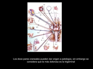 Los doce pares craneales pueden dar origen a patología, sin embargo se
considera que la más dolorosa es la trigeminal
 