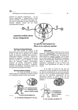 Cap 4
      Semiología de los síndromes sensitivos.                   Dr. Conrad Stephens K.                                  29

sindrome de segunda motoneurona           en los
mismos segmentos, y posteriormente incluso
signos piramidales de la lesión hacia abajo, una
vez que se comprometa la parte profunda de los
cordones laterales, donde van los haces
corticoespinales cruzados.




          Síndrome de Brown-Séquard.
          Con este nombre se conoce a las                               Otros casos.
alteraciones que ocurren cuando una lesión afecta                       En enfermedades sistémicas de los nervios
a todo un lado de un segmento de la médula                     periféricos, o polineuropatía , con compromiso de las
espinal. Se produce: anestesia tactil epicrítica y             fibras sensitivas, es frecuente que se produzca un
propioceptiva ipsilateral a la lesión, paresia con             patrón llamado en calcetín y guante , pues se altera
sindrome de segunda motoneurona del mismo                      sin un límite preciso, sino difuminado, la sensilidad
lado de la lesión, y que se extiende la misma                  distal de las extremidades. Predominará en algunos
altura del segmento medular comprometido,                      casos la alteración del tacto, o del dolor y
sindrome de primera motoneurona, también                       temperatura, dependiendo el tipo de fibras más
ipsilateral, por debajo de la lesión y , finalmente,           afectado, pero generalmente se alteran en igual
anestesia termoalgésica contralateral desde uno                cuantía.
dos segmentos por debajo de la lesión.
                                                                        Si se altera la función de una sola raíz
       Sección medular completa.                               sensitiva de un nervio raquídeo, es muy probable que
              En caso de sección de toda la                    se altere la sensibilidad de una zona muy pequeña
médula espinal la sensibilidad se afecta en todas              de piel, o que no se detecte ningún defecto, puesto
sus modalidades desde la lesión hacia caudal.                  que hay una importante superposición de los
                                                               dermatomas vecinos. Lo mismo ocurre con las
                                                               lesiones de una rama sensitiva distal de un nervio
                                                               periférico.




        Todos los Derechos Reservados © 2003 – Dr. Oscar Jiménez Leighton – Prohibida su reproducción parcial o total
 