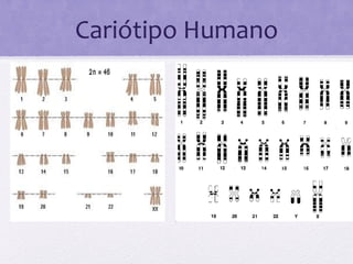 Cariótipo Humano
 