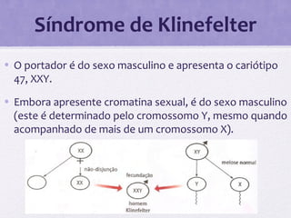 Síndrome de Klinefelter
• O portador é do sexo masculino e apresenta o cariótipo
47, XXY.
• Embora apresente cromatina sexual, é do sexo masculino
(este é determinado pelo cromossomo Y, mesmo quando
acompanhado de mais de um cromossomo X).
 