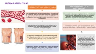 ANEMIAS HEMOLÍTICAS
ESFEROCITOSIS HEREDITARIA
Vida media abreviada de los glóbulos rojos. El incremento en
el número de glóbulos rojos destruidos suele acompañarse
de agrandamiento del bazo, con aumento de la bilirrubina no
conjugada en plasma sanguíneo y de la excreción fecal de
urobilinogeno
Anemia moderada con ictericia crónica, evidente en la
lactancia y que disminuye de intensidad en la etapa
preescolar, con esplenomegalia
El laboratorio indica anemia normocítica normocrómica
Con HB por lo general de 8 g/dl o menor, acompañada de
Reticulocitosis y frotis de sangre con esferocitos
El diagnóstico definitivo se realiza con la prueba de fragilidad
globular hipotónica, en la cual se hace evidente la mayor
fragilidad osmótica de los esferocitos.
ANEMIA HEMOLÍTICA
AUTOINMUNE
Presencia de anticuerpos dirigidos contra los eritrocitos del
propio individuo, que ocasiona hemólisis. Su causa es
idiopática, o con menor frecuencia, secundaria a
infecciones en particular en lactantes y preescolares
Anemia, fiebre, ictericia, orina hiperpigmentada, algias
lumbares, abdominales o de los miembros y esplenomegaliia
En el laboratorio se confirma la
presencia de anemia; hay
reticulocitosis importante, más
de 10%, llegando a ser hasta de
80%; basofilia difusa y
microesferocitosis en el frotis de
sangre periférica; las plaquetas
y los leucocitos suelen
incrementarse
 