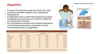 • El numero de leucocitos puede ser normal, alto o bajo
• La cifra de neutrófilos absolutos cae o desaparece.
• Plaquetopenia.
• El diagnóstico sólo se puede hacer después de analizar
el aspirado de médula ósea que confirme la infiltración
por más del 30% de blastos
• En la actualidad se emplean otros métodos diagnósticos
como tinciones citoquímicas, marcadores inmunes,
inmunofluorescencia y la citogenética
Diagnóstico
 