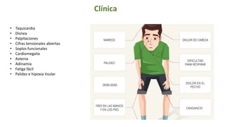 • Taquicardia
• Disnea
• Palpitaciones
• Cifras tensionales abiertas
• Soplos funcionales
• Cardiomegalia
• Astenia
• Adinamia
• Fatiga fácil
• Palidez e hipoxia tisular
Clínica
 