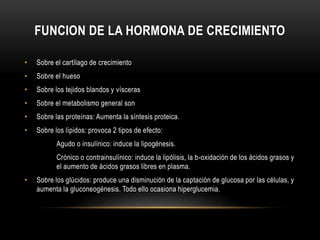 FUNCION DE LA HORMONA DE CRECIMIENTO 
• Sobre el cartílago de crecimiento 
• Sobre el hueso 
• Sobre los tejidos blandos y vísceras 
• Sobre el metabolismo general son 
• Sobre las proteínas: Aumenta la síntesis proteica. 
• Sobre los lípidos: provoca 2 tipos de efecto: 
Agudo o insulínico: induce la lipogénesis. 
Crónico o contrainsulínico: induce la lipólisis, la b-oxidación de los ácidos grasos y 
el aumento de ácidos grasos libres en plasma. 
• Sobre los glúcidos: produce una disminución de la captación de glucosa por las células, y 
aumenta la gluconeogénesis. Todo ello ocasiona hiperglucemia. 
 