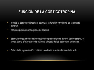 FUNCION DE LA CORTICOTROPINA 
• Induce la esteroidogénesis al estimular la función y tropismo de la corteza 
adrenal. 
• También produce cierto grado de lipólisis. 
• Estimula directamente la producción de pregnenolona a partir del colesterol, y 
luego, como efecto cascada estimula al resto de los esteroides adrenales. 
• Estimula la pigmentación cutánea: mediante la estimulación de la MSH. 
 