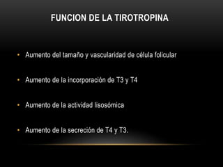 FUNCION DE LA TIROTROPINA 
• Aumento del tamaño y vascularidad de célula folicular 
• Aumento de la incorporación de T3 y T4 
• Aumento de la actividad lisosómica 
• Aumento de la secreción de T4 y T3. 
 
