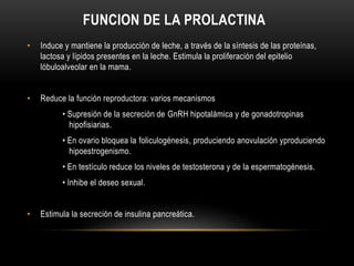 FUNCION DE LA PROLACTINA 
• Induce y mantiene la producción de leche, a través de la síntesis de las proteínas, 
lactosa y lípidos presentes en la leche. Estimula la proliferación del epitelio 
lóbuloalveolar en la mama. 
• Reduce la función reproductora: varios mecanismos 
• Supresión de la secreción de GnRH hipotalámica y de gonadotropinas 
hipofisiarias. 
• En ovario bloquea la foliculogénesis, produciendo anovulación yproduciendo 
hipoestrogenismo. 
• En testículo reduce los niveles de testosterona y de la espermatogénesis. 
• Inhibe el deseo sexual. 
• Estimula la secreción de insulina pancreática. 
 