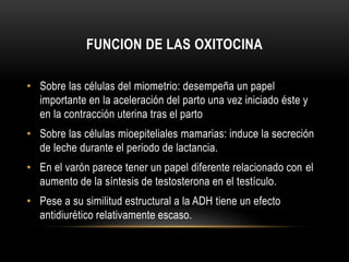 FUNCION DE LAS OXITOCINA 
• Sobre las células del miometrio: desempeña un papel 
importante en la aceleración del parto una vez iniciado éste y 
en la contracción uterina tras el parto 
• Sobre las células mioepiteliales mamarias: induce la secreción 
de leche durante el periodo de lactancia. 
• En el varón parece tener un papel diferente relacionado con el 
aumento de la síntesis de testosterona en el testículo. 
• Pese a su similitud estructural a la ADH tiene un efecto 
antidiurético relativamente escaso. 
 