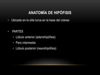 ANATOMÍA DE HIPÓFISIS 
• Ubicada en la silla turca en la base del cráneo 
• PARTES 
• Lóbulo anterior (adenohipófisis) 
• Pars intermedia 
• Lóbulo posterior (neurohipófisis) 
 
