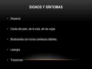 SIGNOS Y SÍNTOMAS 
• Alopecia 
• Caída del pelo, de la cola, de las cejas 
• Bradicardia con tonos cardiacos débiles. 
• Letargia 
• Trastornos 
 