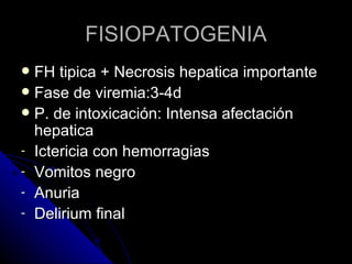 FISIOPATOGENIA
 FH tipica + Necrosis hepatica importante
 Fase de viremia:3-4d
 P. de intoxicación: Intensa afectación
  hepatica
- Ictericia con hemorragias
- Vomitos negro
- Anuria
- Delirium final
 
