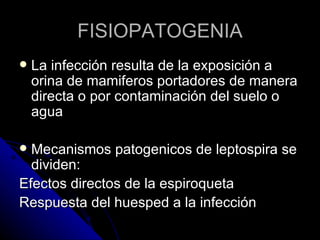 FISIOPATOGENIA
   La infección resulta de la exposición a
    orina de mamiferos portadores de manera
    directa o por contaminación del suelo o
    agua

 Mecanismos patogenicos de leptospira se
  dividen:
Efectos directos de la espiroqueta
Respuesta del huesped a la infección
 