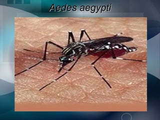 Aedes aegypti
 