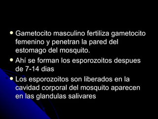  Gametocito masculino fertiliza gametocito
  femenino y penetran la pared del
  estomago del mosquito.
 Ahí se forman los esporozoitos despues
  de 7-14 dias
 Los esporozoitos son liberados en la
  cavidad corporal del mosquito aparecen
  en las glandulas salivares
 