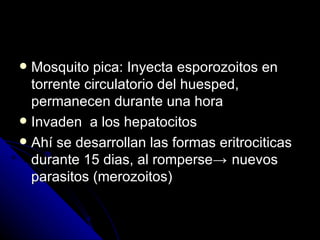  Mosquito pica: Inyecta esporozoitos en
  torrente circulatorio del huesped,
  permanecen durante una hora
 Invaden a los hepatocitos
 Ahí se desarrollan las formas eritrociticas
  durante 15 dias, al romperse→ nuevos
  parasitos (merozoitos)
 