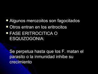  Algunos merozoitos son fagocitados
 Otros entran en los eritrocitos
 FASE ERITROCITICA O
  ESQUIZOGONIA:

    Se perpetua hasta que los F. matan el
    parasito o la inmunidad inhibe su
    crecimiento
 