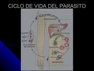 CICLO DE VIDA DEL PARASITO
 