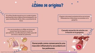 ¿Cómo se origina?
El sx Rino Sinobronquial ocurre cuando el goteo
postnasal de moco origina el broncoespasmo, con
poco movilización de los cilios y acumulación de
moco.
El goteo retronasal constante de las secreciones
inﬂamatorias o infecciosas se acumulan en la
garganta.
Causado sensación de estorbo con
irritación en la garganta.
A su vez se produce un reﬂejo nervioso que
causará que los bronquios se cierren
parcialmente, con diﬁcultad para el libre paso del
aire hacia y desde los pulmones.
Generando como consecuencia una
reacción inﬂamatoria secundaria en
los pulmones.
Verdugo PEV, Cabrera CSVA, Acosta AMKG, Delgado DVJ. Síndrome Sinobronquial con Poliposis Sinusal. PFR [Internet]. 30 de marzo de 2021 [citado 6 de octubre de 2022];6(1). Disponible en: https://practicafamiliarrural.org/index.php/pfr/article/view/187
 
